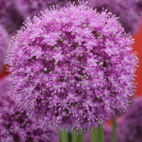 Allium macleanii 'His Excellency' Photo: J. Amand